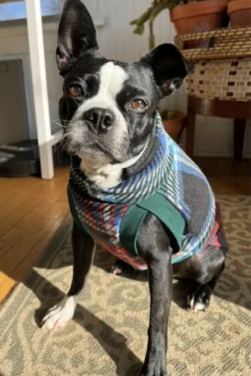 The Midnight Tartan Dog Sweater